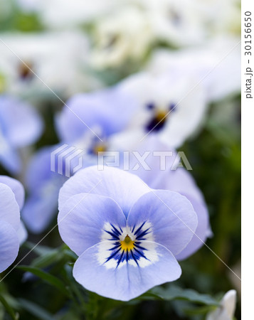 ビオラの花 30156650