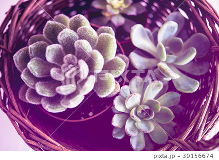 Green house plants potted, succulents in a basket Green house plants potted, succulents in a basket 30156674