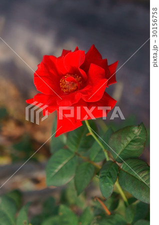 薔薇 バラ科 バラ 30156758