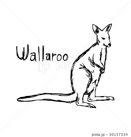 wallaroo - vector illustration wallaroo - vector illustration 30157334