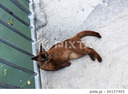Cute cat sleeping on the street , Concept happy , Cute cat sleeping on the street , Concept happy , 30157405
