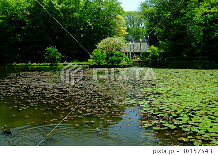 緑の公園 緑の公園 30157543