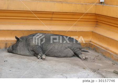 Cute wild Boar sleeping the road , Concept lazy Cute wild Boar sleeping the road , Concept lazy 30157746