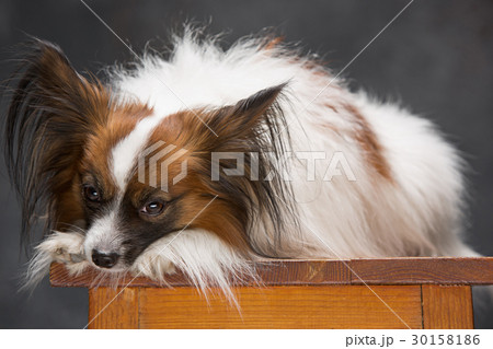 Studio portrait of a small yawning puppy Papillon Studio portrait of a small yawning puppy Papillon 30158186