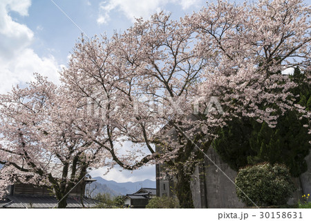 南阿蘇白川駅前の桜 30158631