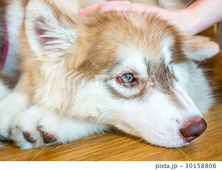 Cute dog with touching hand Cute dog with touching hand 30158806