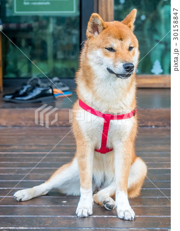 Cute Shiba dog on floor 30158847