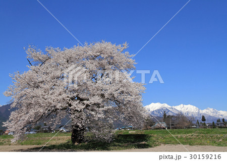 長野県大町市 須沼の一本桜 長野県大町市 須沼の一本桜 30159216