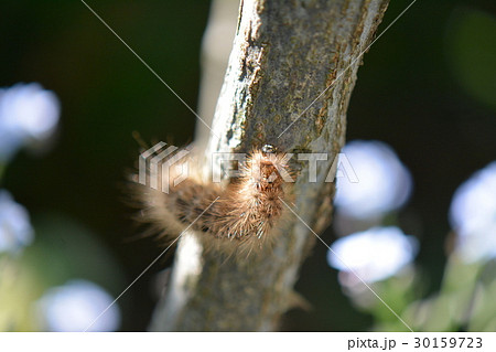 毛虫、スジモンヒトリの幼虫 30159723
