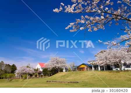 【千葉県鴨川市】魚見塚一戦場公園（うおみづかいっせんばこうえん）の桜 30160420