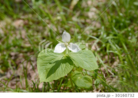 エンレイソウ 30160732