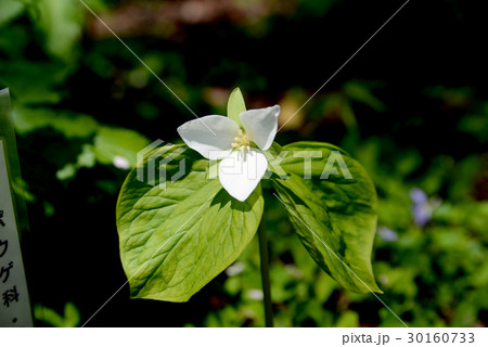 エンレイソウ エンレイソウ 30160733