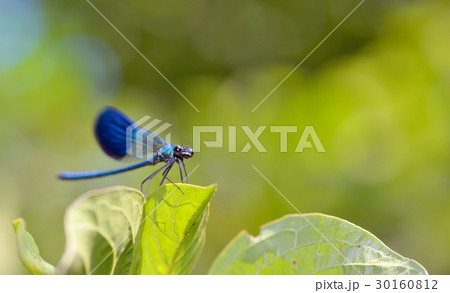 dragonfly in forest dragonfly in forest 30160812