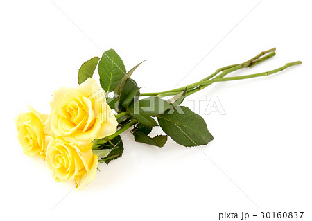 Three yellow roses 30160837