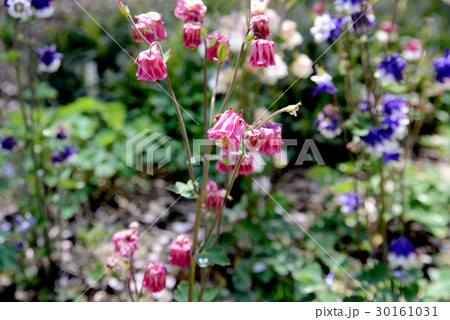 西洋オダマキ 西洋オダマキ 30161031