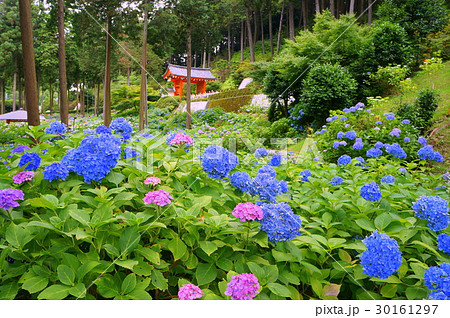 Beautiful Hydrangea flowers temple in Kyoto 30161297