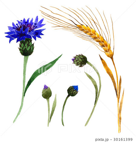 Wildflower carnation flower in a watercolor style Wildflower carnation flower in a watercolor style 30161399