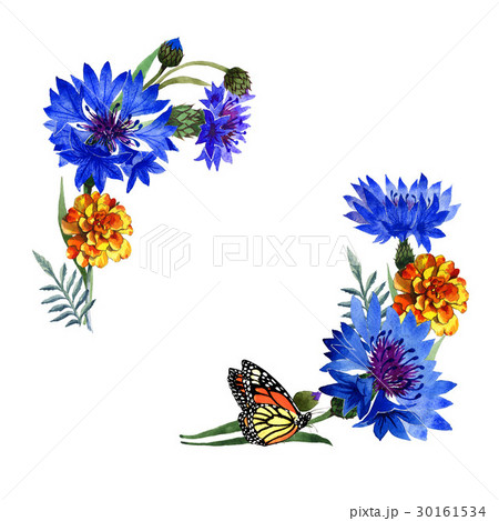 Wildflower carnation flower frame in a watercolor 30161534