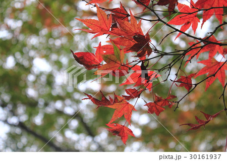 紅葉 紅葉 30161937