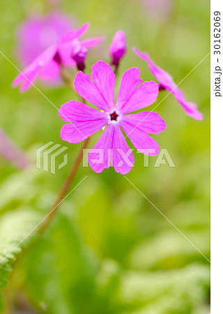 サクラソウ サクラソウ 30162069