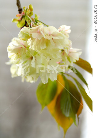 緑色のヤエザクラ 30162071