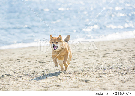 海辺を走る柴犬の写真素材