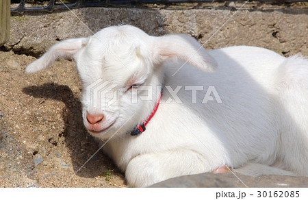 子ヤギ 30162085
