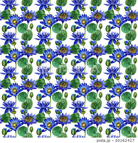 Wildflower blue lotus flower pattern in a Wildflower blue lotus flower pattern in a 30162427