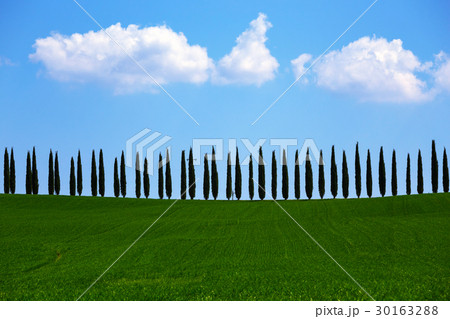 tuscany landscape with cypress alley 30163288