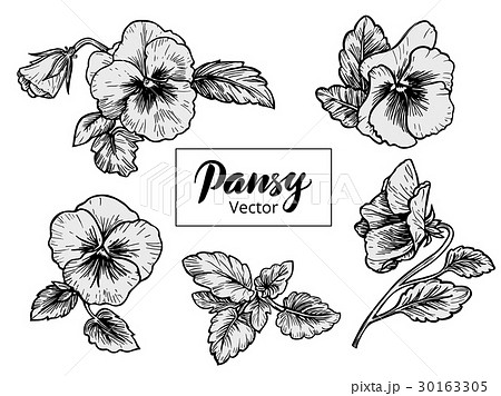 Hand drawn pansy flowers 30163305