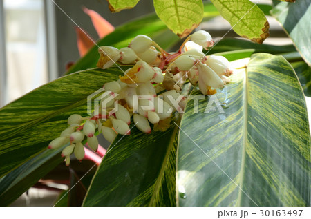 フイリゲットウ・斑入り月桃の花 30163497