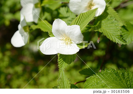 シロヤマブキ・白山吹 シロヤマブキ・白山吹 30163506