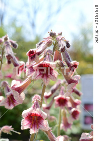 カイケイジオウ・懐慶地黄 30163638