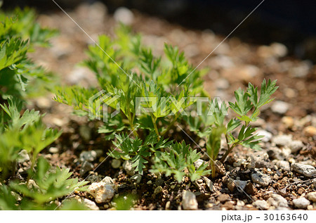 センキュウ・川芎 30163640