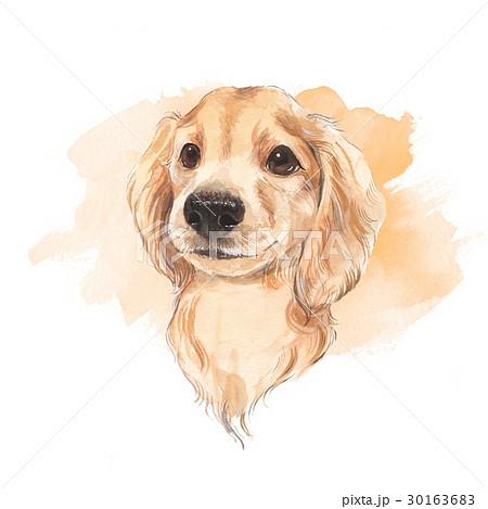 Cute dog. Watercolor illustration. Cute dog. Watercolor illustration. 30163683