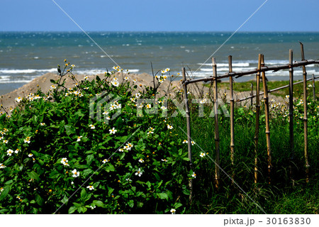 景色 風景 植物 30163830