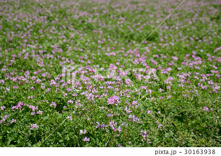 咲き誇る一面のレンゲソウ 蓮華草の花の写真素材