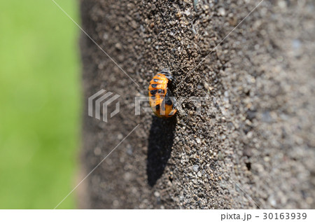 テントウムシ・天道虫の幼体 30163939