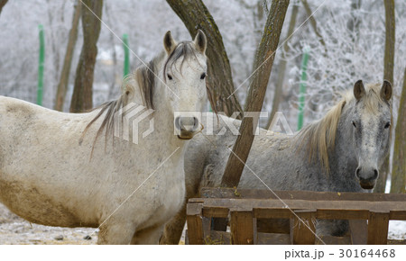 Portrait of white horse at zoo Portrait of white horse at zoo 30164468