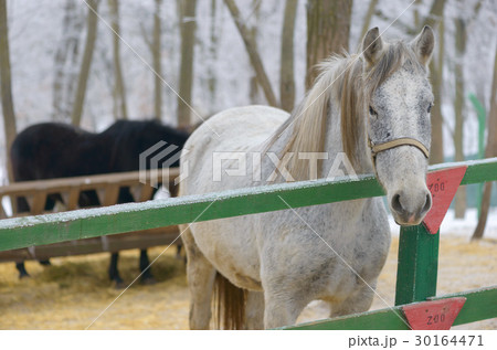 Portrait of white horse at zoo 30164471