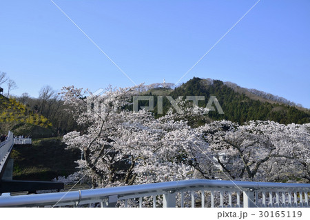 一目千本桜の満開風景(宮城県柴田郡大河原町) 30165119