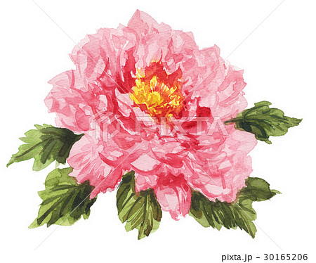 牡丹17425pix7 30165206