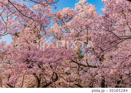 高遠さくら祭り17の写真素材