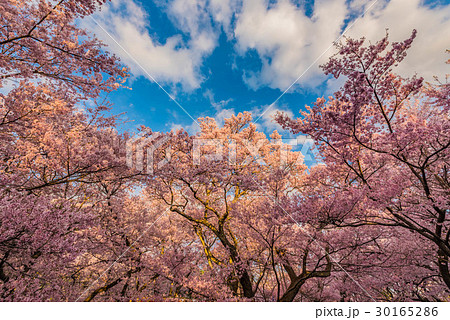 高遠さくら祭り17の写真素材