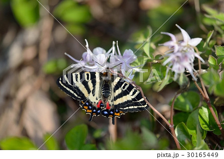 イカリソウで休息のギフチョウ雌 30165449