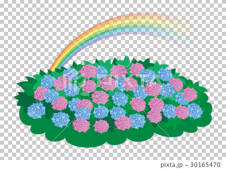 Snail and hydrangea and a rainbow 30165470