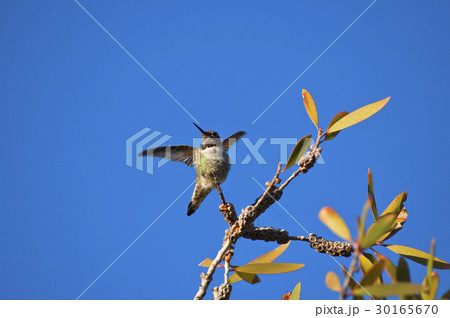 Hummingbird takes wings Hummingbird takes wings 30165670