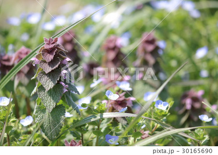 オドリコソウとオオイヌフグリ 30165690