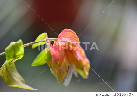 植物 工場 プランツ 30165707