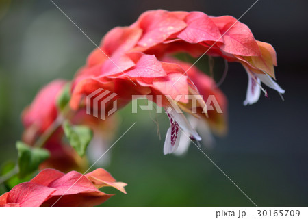 植物 工場 プランツ 30165709